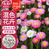寿禾 永生菊花种子苗四季种植景观盆栽花草籽 混色永生菊种子约2000粒