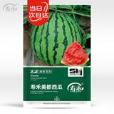 寿禾美都西瓜种子种苗改良麒麟瓜水果种籽 美都西瓜种子50粒+25粒