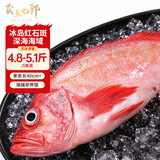 卖鱼七郎冰岛红石斑鱼净重4.8-5.1斤共3条海捕非养殖大眼鱼富贵鱼源头直发