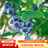 虹越（HONGYUE）蓝莓果苗盆栽苗 南方北方庭院阳台种植果树苗HN 【南北可种】“一号蓝莓”1加仑