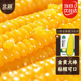 北蔬 黄糯玉米种子种苗粘糯大棒粘苞米种籽 三保金黄糯玉米种子50g