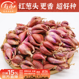 寿禾 四季红葱头小香葱种子火葱头种干皮秋冬季疏菜带盆阳台种种籽 红葱头 1斤带肥