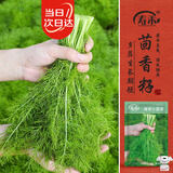 寿禾农家小茴香种子苗多茬农家秋季种四季菜籽 潍丰潍常小茴香种子25g
