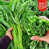 北蔬细叶空心菜种子苗柳叶小叶阳台盆栽菜种籽 柳叶空心菜种子25gx2包