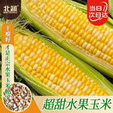 北蔬 水果玉米种子苗甜脆苞米籽 [种子干瘪]双色甜玉米种子25g约190粒