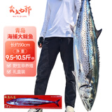 卖鱼七郎青岛海捕野生大鲅鱼整条9.5-10.5斤冷冻特大马鲛鱼礼盒源头直发