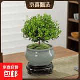 【限时秒杀】小叶赤楠盆景植物办公花卉基地直销批发绿植盆栽室内 赤楠+绿色裂纹盆+苔藓+圆底座