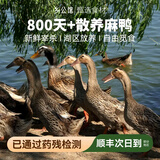 乡公馆老鸭子土鸭子生鲜老鸭整只正宗土鸭农家散养新鲜鸭肉水鸭麻鸭现杀 精品3年老麻鸭1只（2.0-2.3斤）