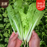 北蔬小白菜种子苗四季速生快菜家庭阳台蔬菜籽 四季奶油小白菜种子20g