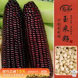寿禾 糯黑玉米种子种苗香黏黑色大棒菜籽 屯玉糯9103玉米种子100g+50g