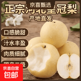 水果正宗河北皇冠梨深县皇冠梨产地直发翠冠梨 皇冠梨带箱5斤净重4.5斤