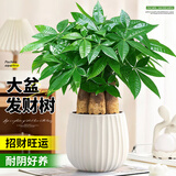 花翁大盆三杆发财树绿植盆栽招财植物办公室内开业盆景金钱树源头直发