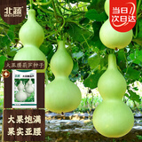 北蔬 葫芦种子种苗大亚腰文玩家庭盆栽庭院种植 大亚腰葫芦种子20粒