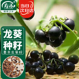 寿禾黑悠悠种子苗龙葵葡萄葵果种籽食用 潍育墨丰野葡萄种子5000粒