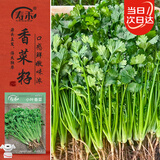 寿禾小叶香菜种子苗老品种四季盆栽菜籽 潍丰小叶香菜种子15g约2900粒