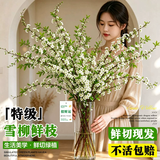蓝桂圆雪柳鲜枝 干枝水培开花 内客厅插花好养易活70-80CM6枝源头直发