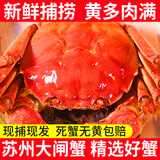 【活蟹】龙行大闸蟹现货 鲜活螃蟹特大公母海鲜中秋礼品礼盒装 全母蟹2.3-2.6两 6只