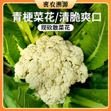 密农人家密云新鲜农家散菜花500g 菜花 脆嫩花菜 每日现采花椰菜 蔬菜