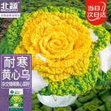 北蔬黄心菜种子乌塌菜奶油白菜矮油菜耐寒四季种菜籽 黄心乌种子4千粒