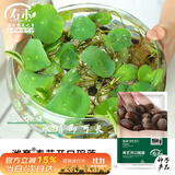 寿禾 碗莲种子水培已开口鱼缸盆栽四季开花植物 碗莲种子30粒