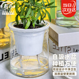 寿禾 懒人盆自吸盆双层透明室内桌面植物盆 透明懒人盆x2个装
