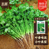 北蔬 香菜种子苗老品种小叶四季种盆栽菜籽 潍萫香菜籽种子10g约800粒