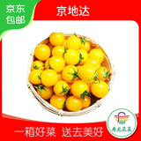 京地达山东黄色圣女果净重4.5斤单果2g+小番茄 酸甜可口源头直发包邮