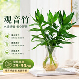 沭之美观音竹室内盆栽办公室绿植水培植物四季常青好养竹源头直发