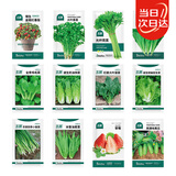 北蔬各种蔬菜种子大全四季生菜蔬菜籽秋冬季菠菜香菜小葱阳台