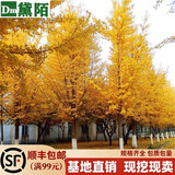 黛陌 银杏树苗南北方种植银杏苗白果苗庭院绿化苗白果树苗占地绿化苗 1-1.5m高（10颗） 银杏树