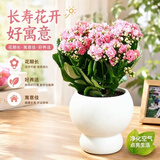 沭之美长寿花绿植花卉阳台盆栽四季开花绿植变色龙源头直发