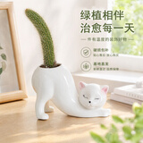 沭之美九尾狐多肉植物桌面盆栽绿植候尾柱幼儿园办公室桌面组合源头直发