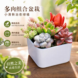沭之美多肉植物桌面盆栽绿植教师节幼儿园办公室桌面组合源头直发