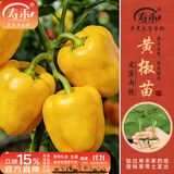 寿禾 各种蔬菜苗活苗带土发货大全菜苗大型苗场秋冬秧苗山东寿光种苗 【黄甜椒】黄椒苗 6棵