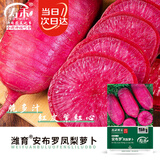 寿禾凤梨水果萝卜种子苗秋冬阳台盆栽菜籽 安布罗凤梨萝卜种子约200粒