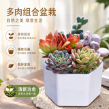 泰西丝多肉盆栽植物桌面绿植摆件组合四季好养耐旱喜阳肉肉盆景源头直发