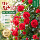 行湘爬藤月季花苗绿植盆栽阳台花园地栽植物阳台花卉爬墙耐寒源头直发