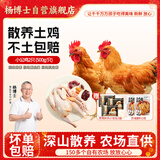 杨博士 皖南散养仔公鸡2只黑猪肉包子3袋组合 净重2.6斤 生鲜源头直发