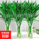 【富贵竹】广州发货水培植物好养懒人节节高供佛办公室内礼物七夕 富贵竹70cm10支