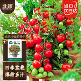北蔬盆栽樱桃小番茄种子苗四季种蔬菜籽 矮生盆栽红番茄种子50粒x2包