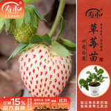 寿禾草莓苗带土发货大苗寿光大型苗场四季带盆栽好蔬菜苗批发种子秧苗 【口感更好】小白草莓苗 3盆