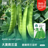 北蔬荷兰豆种子苗大荚四季种软荚豌豆扁豆蔬菜种籽 荷兰豆种子约190粒