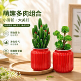 沭之美聚财山多肉植物金钱木花卉盆栽绿植办公室桌面组合源头直发