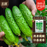 北蔬 唐山秋瓜黄瓜种子苗水果黄瓜秋冬耐热菜种籽 唐山秋瓜种子约50粒