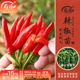 寿禾辣椒苗大全各种椒苗小米椒寿光大型苗场秧苗朝天椒带土蔬菜种子 【香辣】簇生朝天椒苗3棵