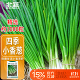 北蔬 四季小香葱种子小葱苗种苗家种盆栽菜种籽 四季小香葱种子1000粒