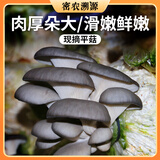 密农人家新鲜平菇300g 蘑菇肉厚肥嫩食用菌菇蘑菇新鲜蔬菜 平菇