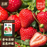 北蔬 草莓种子苗奶油草莓阳台种植秋冬四季水果籽 红颜草莓种子500粒