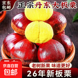 【东东农场专供】26年丹东新板栗生板栗炒菜专用新鲜蔬菜生鲜 26年新下树净重 2斤 送栗爪