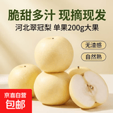 河北水果皇冠梨香甜酥脆多汁特产梨子生鲜 单果200g+净重4.5斤